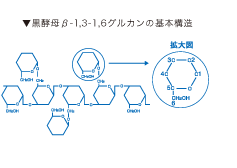 黒酵母β-1,3-1,6グルカンの基本構造