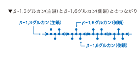 β-1,3グルカン(主鎖)とβ-1,6グルカン(側鎖)とのつながり